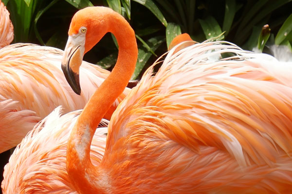 red-and-pink-flamingos-in-bahamas