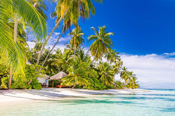 tranquil-beach-sea-sand-sky-palms-sunny-exotic-tropical-beach-landscape-background-wallpaper